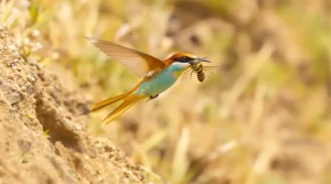 Aucun piège à frelons n’est aussi efficace : cet oiseau revient en France dès avril pour faire le ménage