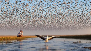 Avec plus de 36 000 individus, la hausse des grues cendrées en Camargue se confirme en 2026