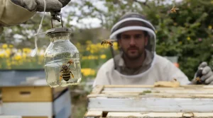 « C’est un super prédateur » : la lutte contre le frelon asiatique s’organise, voici pourquoi