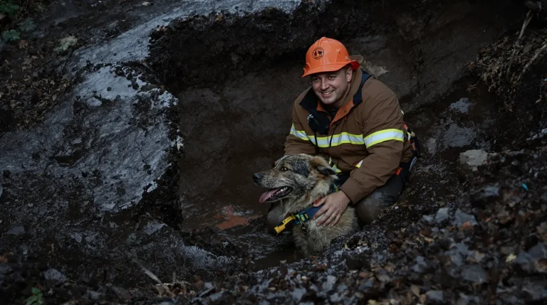 Coincée dans un terrier de blaireau lors d’une battue, une chienne de chasse sauvée après intervention