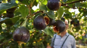 Frelon asiatique : cet arbre fruitier attire fortement au jardin, voici pourquoi mieux vaut le savoir