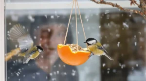 Je l’ai posée hier, les oiseaux sont venus ce matin : cette mangeoire maison en 5 minutes les attire