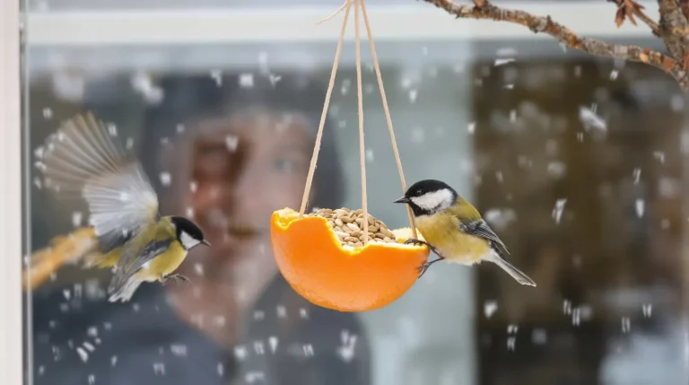 Je l’ai posée hier, les oiseaux sont venus ce matin : cette mangeoire maison en 5 minutes les attire