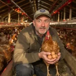 La durée de ponte de mes poules pondeuses progresse d’une semaine chaque année, voici pourquoi