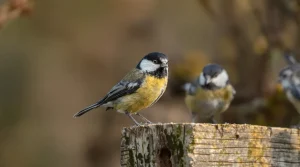 Le saviez-vous ? Les mésanges ont leurs propres traditions, et personne n’en parle vraiment