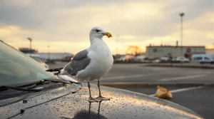 Pourquoi certains goélands s’éloignent du littoral, et ce que cela révèle sur leur adaptation