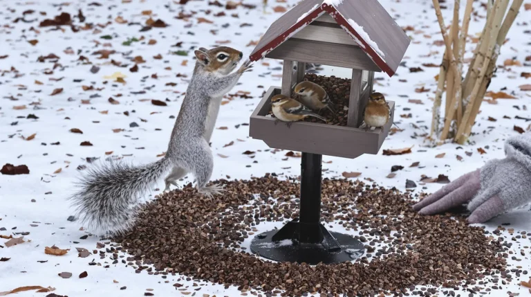 Pourquoi les jardiniers saupoudrent désormais du café sur les mangeoires à oiseaux