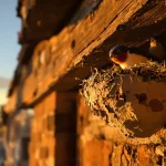 Prédateurs des hirondelles : qui les chasse vraiment et ce qui menace le plus leur survie